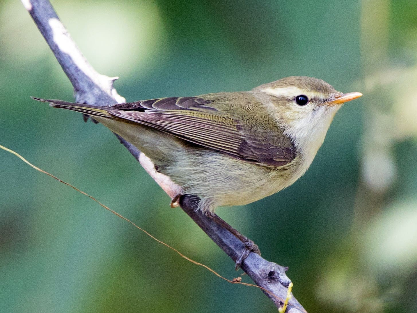 Greenish Warbler